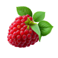 Himbeere Obst png, Himbeeren auf transparent Hintergrund png