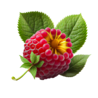 Raspberry fruit png, Raspberries on transparent background png