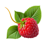 Raspberry fruit png, Raspberries on transparent background png