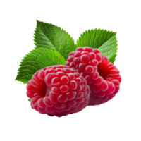 Raspberry fruit png, Raspberries on transparent background png