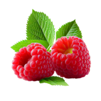 Himbeere Obst png, Himbeeren auf transparent Hintergrund png