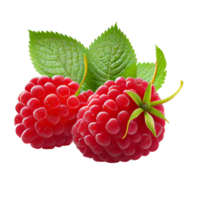 framboise fruit png, framboises sur transparent Contexte png