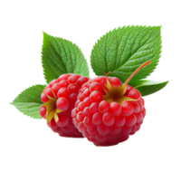 Himbeere Obst png, Himbeeren auf transparent Hintergrund png