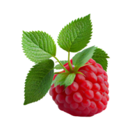 framboos fruit png, frambozen Aan transparant achtergrond png