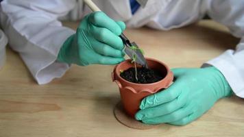 biotechnology scientist planting cannabis marihuana in laboratory, biology experiment medical science study research technology concept video