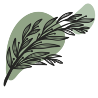 Line Art Leaf png