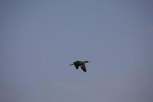 negro cormorán pájaro en vuelo en un antecedentes de el azul despejado cielo foto