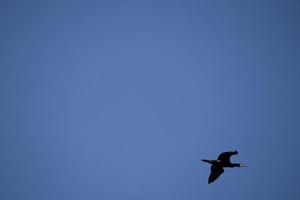 negro cormorán pájaro en vuelo en un antecedentes de el azul despejado cielo foto