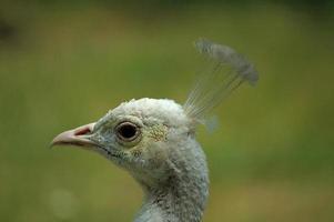 white peacock head photo