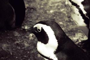 white-black head of a small penguin in close-up in the Warsaw zoo photo