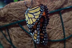 delicate colorful cultured butterfly in the butterfly house in close-up photo