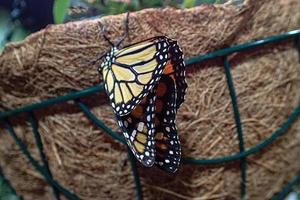 delicado vistoso culto mariposa en el mariposa casa en de cerca foto
