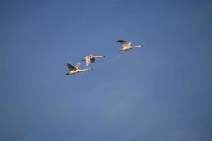 bird on sky photo