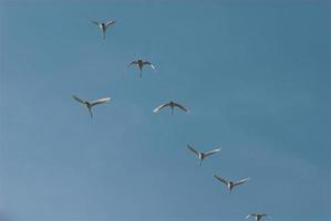 pájaro en cielo foto