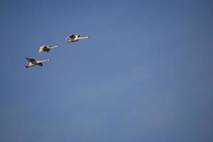 bird on sky photo