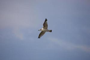 pájaro en cielo foto