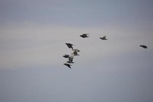 bird on sky photo