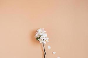 Fresh branch of a white apple tree on a light beige background. Pastel color. Flat lay. Blank space for inspirational text, lovely quotes photo