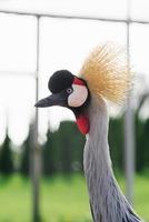 Portrait of a beautiful Crowned crane in the zoo photo