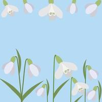 Background of snowdrops. The first spring flowers. Delicate snowdrop flowers for your design.Vector vector