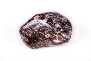 Macro mineral agate fossil fossilized with fossilized turtles on white background photo