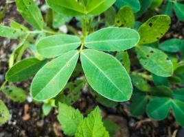 close up of green peanut leaves photo