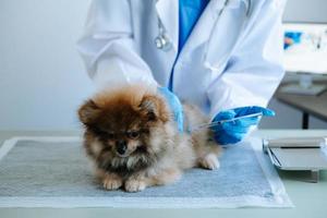 Pomeranian dog getting injection with vaccine during appointment in veterinary clinic photo