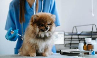 los médicos lo están examinando. concepto de medicina veterinaria. pomeranio foto