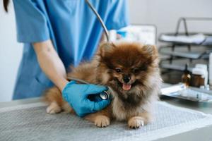 médico veterinario y cachorro pomeraniano en ambulancia veterinaria. en clinica veterinaria foto