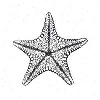 mano dibujado tinta ilustración de estrella de mar vector