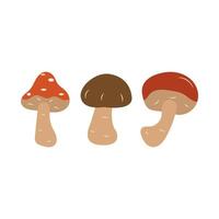 Mushrooms. Amanita, boletus, porcini mushroom. Vector isolated