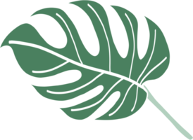 Simplicity monstera leaf freehand drawing png