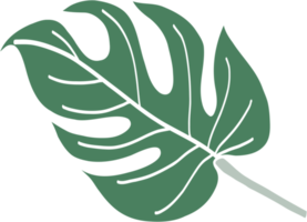 Simplicity monstera leaf freehand drawing png