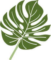 Simplicity monstera leaf freehand drawing png