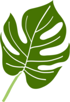 Simplicity monstera leaf freehand drawing png