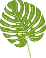 Simplicity monstera leaf freehand drawing png