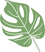 Simplicity monstera leaf freehand drawing png