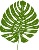 Simplicity monstera leaf freehand drawing png