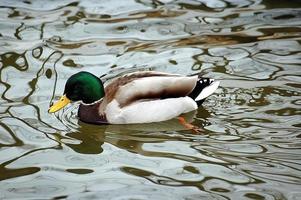 duck on water photo