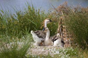 goose on park photo