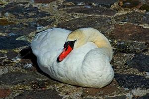 a  white swan bird lying on a stone paved ground photo