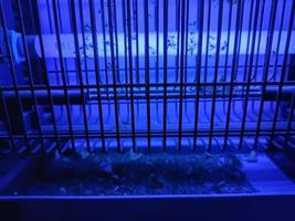 electric mosquito and insect zapper with blue lights turned on photo