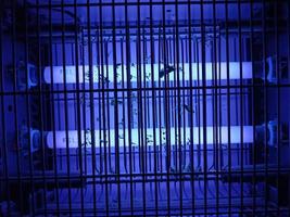 electric mosquito and insect zapper with blue lights turned on photo