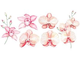 Set of watercolor pink orchid flowers isolated vector