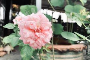 Pink rose flower on garden, isolated pink rose flower, pink rose flower for love romance, Makes you feel fresh, bright, and feels good. Use it to make perfume or beauty business. or a date about love photo