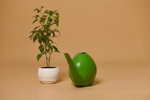 Greeen watering can and flowering chili pepper plant in a ceramic flower pot, isolated beige background with copy space photo