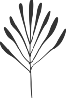 Hand drawn Abstract Leaf and Branch png