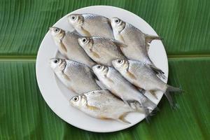 Raw fish for cooking on white plate, green leaf background. Concept, edible local freshwater fish from river in Thailand. Roach fish. Food ingredients. photo