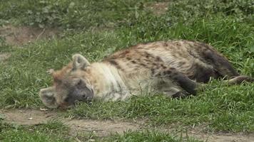 wild hyena aan het liegen Aan groen gras video