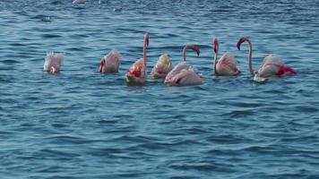 Rosa maior flamingo Comida procurando video